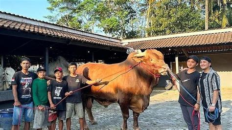 Bobot Sapi Kurban Sama Tapi Harga Berbeda Ini Penyebabnya Islami