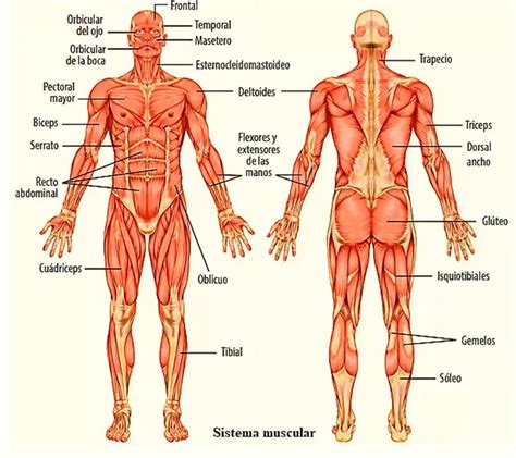 El Sistema Muscular Humano Tu GuÍa De Aprendizaje