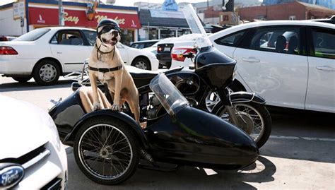 Formas De Llevar A Tu Mascota En Tus Viajes En Motocicleta Revista