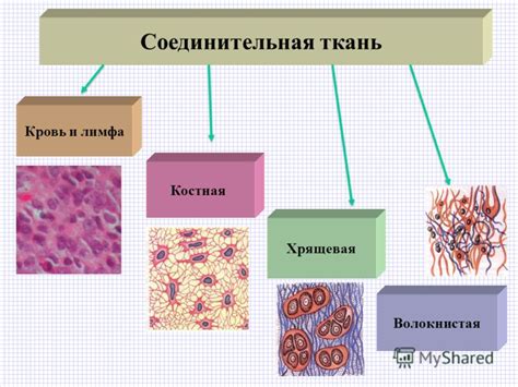 Ткань Соединительная фото