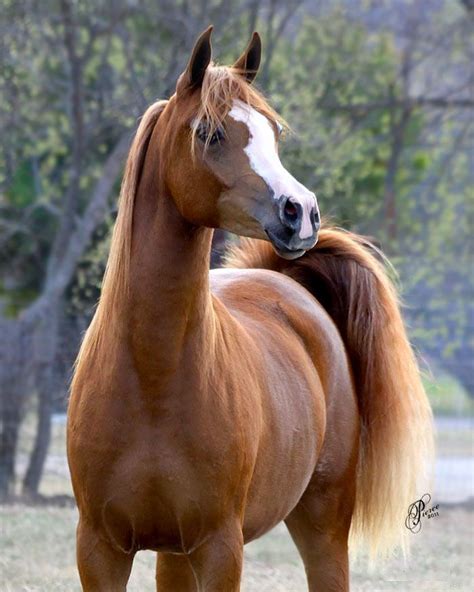 Palomino Arabian Horses Arabian Horse Konie