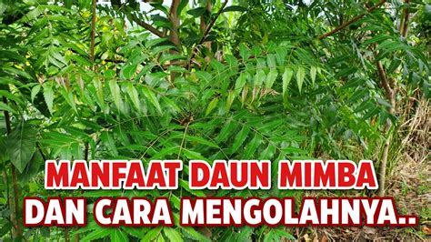 Manfaat Daun Mimba Dan Cara Mengolahnya Azadirachta Indica Pohon