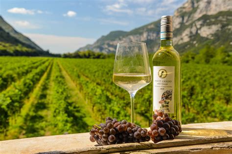 Pinot Grigio delle Venezie DOC- Italy’s “Liquid Gold” - The Connected Table