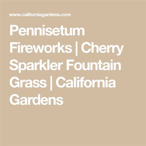 Pennisetum Fireworks Cherry Sparkler Fountain Grass California