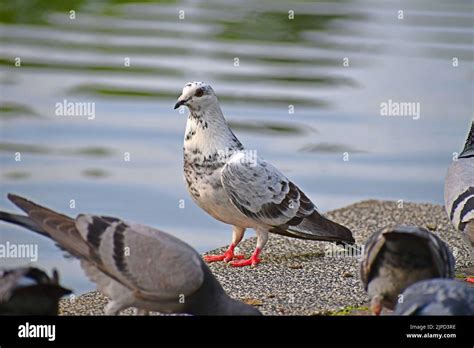 Pigeon Looking Back Hi Res Stock Photography And Images Alamy