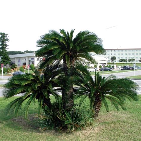 Japanische Palmfarn Samen Cycas Revoluta Preis €375