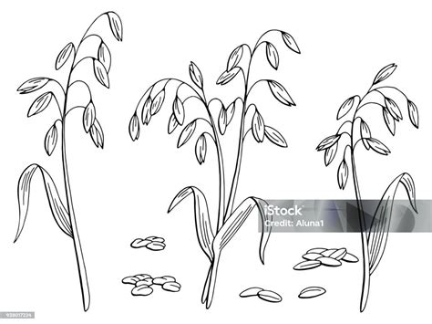 Oat Plant Graphic Black White Isolated Sketch Illustration Vector Stock Illustration Download