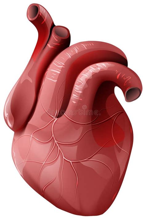 Cuore Umano Realistico Organo Interno Sano Illustrazione Vettoriale