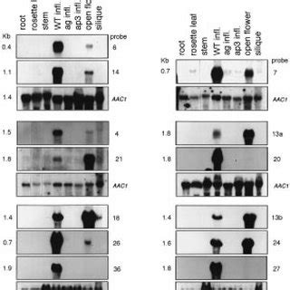 Dna Gel Blot Hybridization Of The Cdna Product Of Each Subtraction