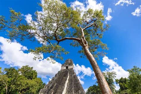 Antigas pirâmides maias de tikal na guatemala uma grande atração