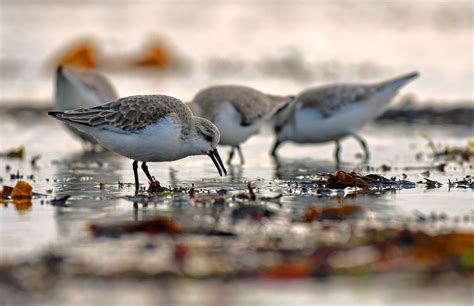 Sanderlings Feeding On The Beach Calidris Alba Bécasseau Flickr