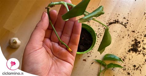 Puoi Salvare Una Talea Di Pothos Che Sta Marcendo Con Questo Metodo