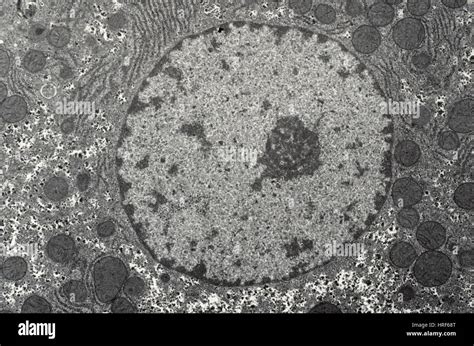 Liver Cell Electron Micrograph