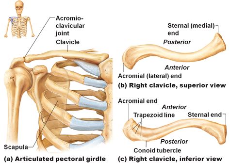 parts  clavicle anatomy  elaine boehme blog