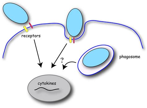 Frontiers Microbial Phagocytic Receptors And Their Potential