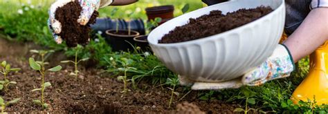 Quel Engrais Choisir Pour Mes Plantes Vivaces