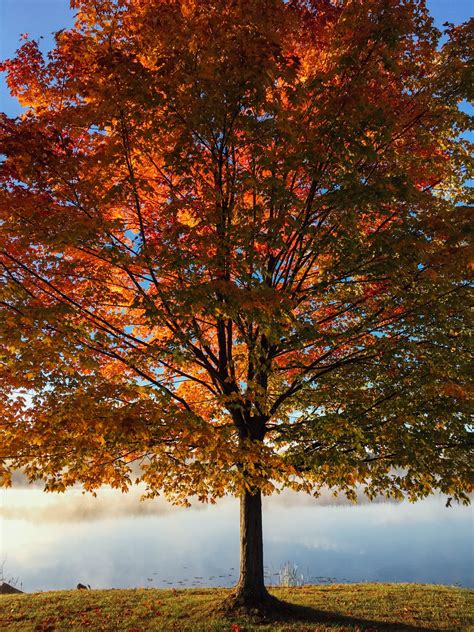 Kostenlose Foto Landschaft Baum Wald Ast Sonnenlicht Blatt