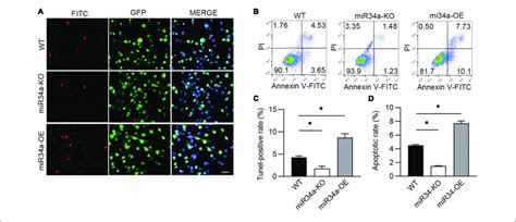 Mir A Promoted A Apoptosis Induced By Hyperoxia A Wt