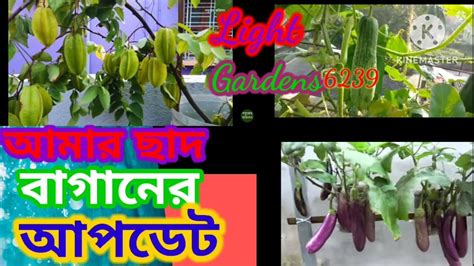 ছাদ বাগানে সবজি চাষ। ছাদ বাগানে সবজি Youtube