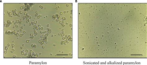 Frontiers Paramylon From Euglena Gracilis Prevents Lipopolysaccharide