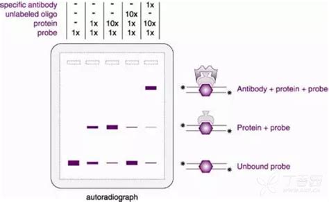 读一文掌握lncrna研究套路 丁香实验