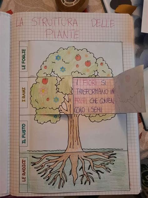 L ALBERO E LE SUE PARTI Crearegiocando Scienza Per Bambini