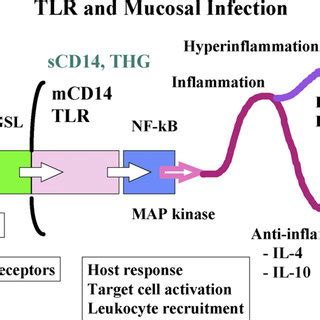 Sequence Of Pathophysiological Events In Urinary Tract Infection