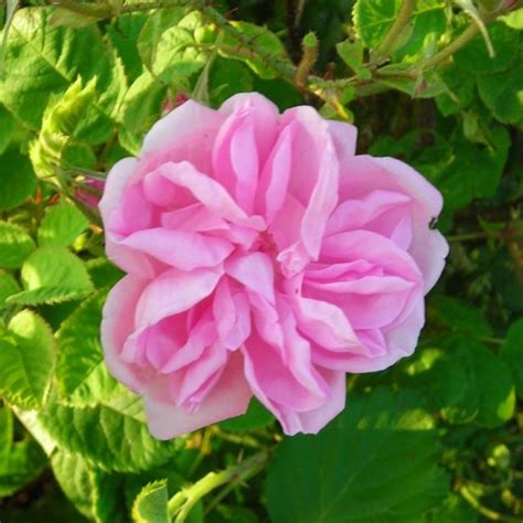 Damas Maroc Les Rosiers Du Berry
