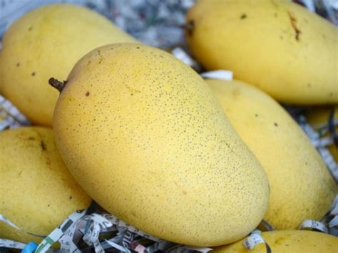 Mango Health Benefits 15 Healthy Reasons To Eat Mangoes Healthy Living