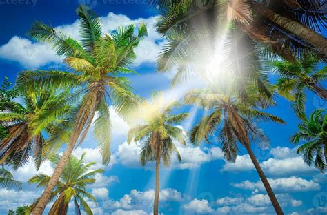 Coconut plam tree with sunlight on blue sky background 21486797 Stock ...