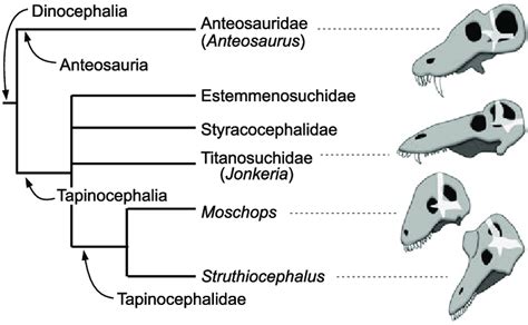 Phylogeny Of The Dinocephalia After Fraser King Et Al 2019 Skulls