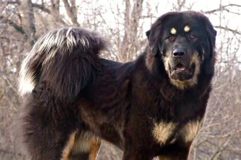 Exploring The Weight Range Of Tibetan Mastiffs A Comprehensive Guide