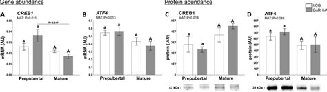 Hormones Hcg And Gnrh A Hormone And Sexual Maturity Status