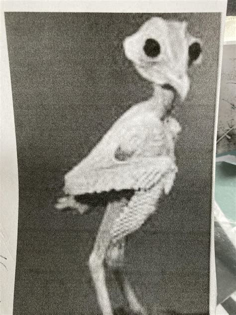 Naked Owl Of Nightmares R Bossfight