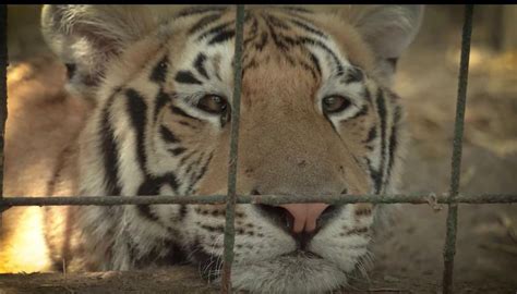 contraviamx on Twitter Asociación de Zoológicos Criaderos y