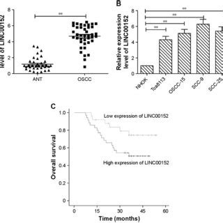 Knockdown Of Linc00152 Inhibits Cell Proliferation And Colony Formation