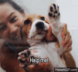 HALP! on Make a GIF