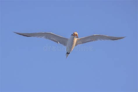 Royal Tern Flying With Fish In Beak At Sunrise Closeup Stock Image