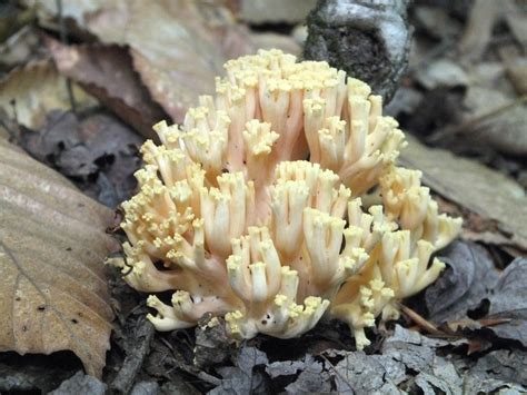 Crown Tipped Coral Fungi Plants Bridgton Maine