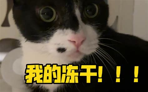 小猫咪被抢冻干后的反应竟然是！ 阿孟的养猫日记 阿孟的养猫日记 哔哩哔哩视频