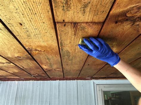 How To Remove Green Mold From Painted Wood