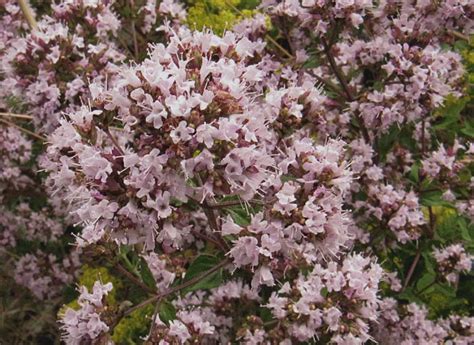 Wilde Marjolein Origanum Vulgare Kijken In De Natuur Wilde Bloemen