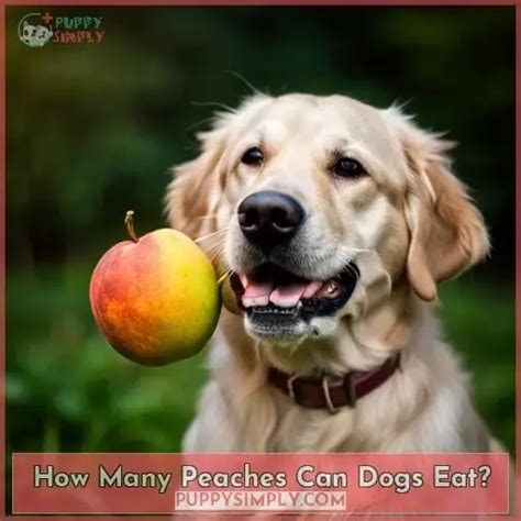 Can Dogs Eat Peaches A Vets Guide To Safety And Benefits