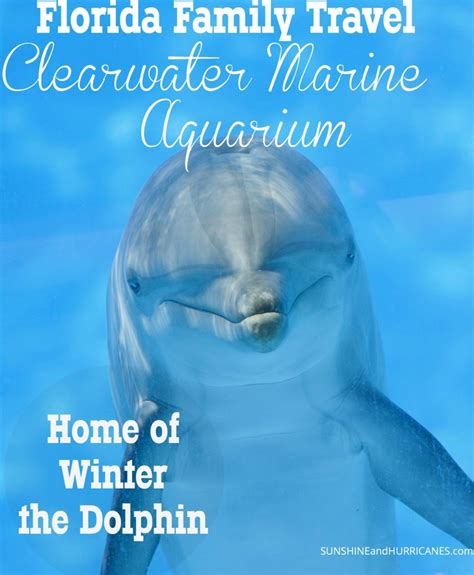 Florida Family Travel Clearwater Marine Aquarium