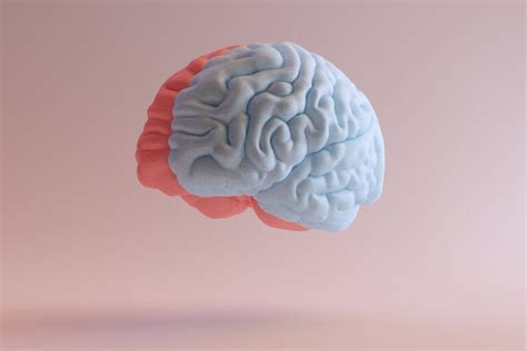 ¿qué Ocurre Cuando Se Lesiona El Hemisferio Cerebral Derecho La