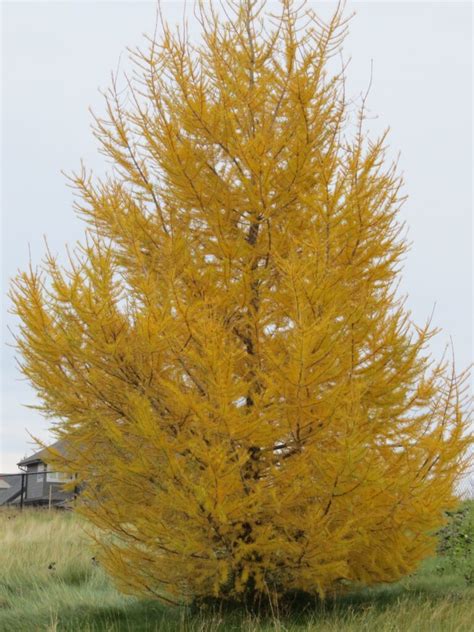 Larch – Siberian – Cheyenne Tree Farm – Trees, Shrubs, Perennials – Edmonton Nursery & Garden Center