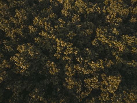 картинки : дерево, лес, Солнечный лучик, текстура, лист, цветок, шаблон ...