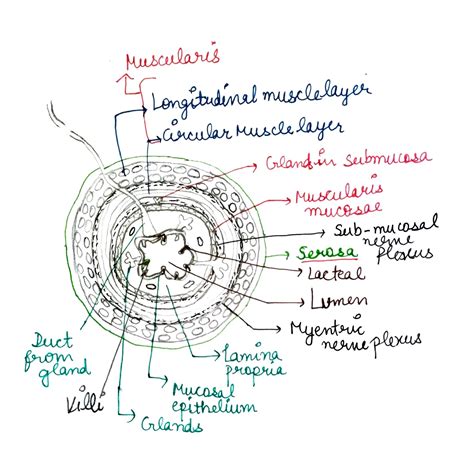 Solved E You Only Need To Learn The Layers Of The Alimentary Canal