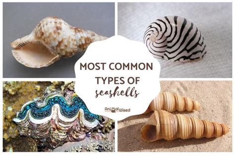 Types Of Conch Shells