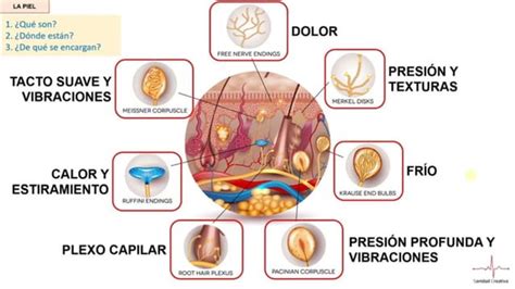 Anatom A Veterinaria Estudio De Piel Y Anexos Pptx